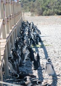 View of birds on road