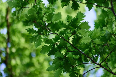 Oak leaves