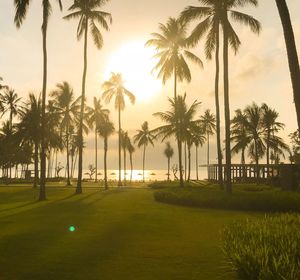 Palm trees on field against sky during sunset