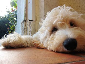 Close-up portrait of dog relaxing