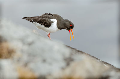 Close-up of bird perching