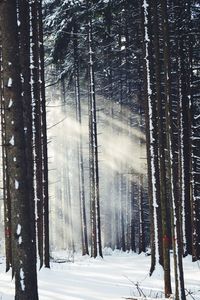 Snow covered land and trees in forest