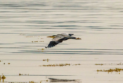 Bird flying over lake