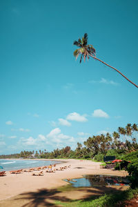 View over dikwella beach next to hiriketiya with huge palm tree in sri lanka.