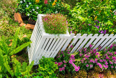 High angle view of flowering plants in garden