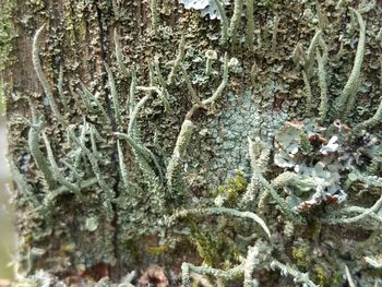 Close-up high angle view of tree