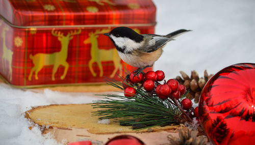 Close-up of bird perching on table