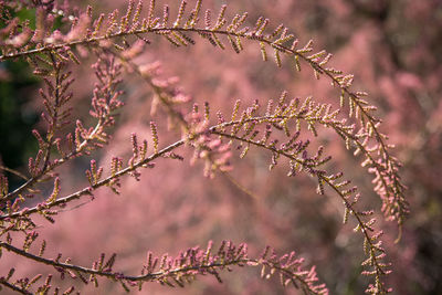 Close up pink pastel french tamarisk branches concept photo