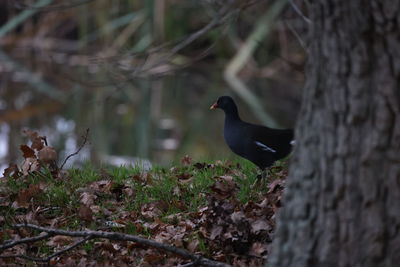 Bird perching on a tree