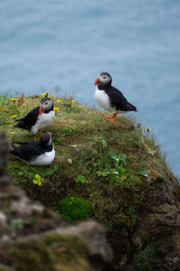 Birds perching on rock