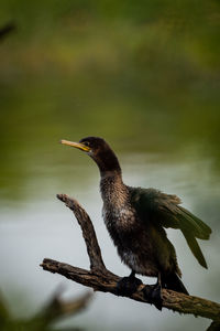 Close-up of cormorant perching on branch