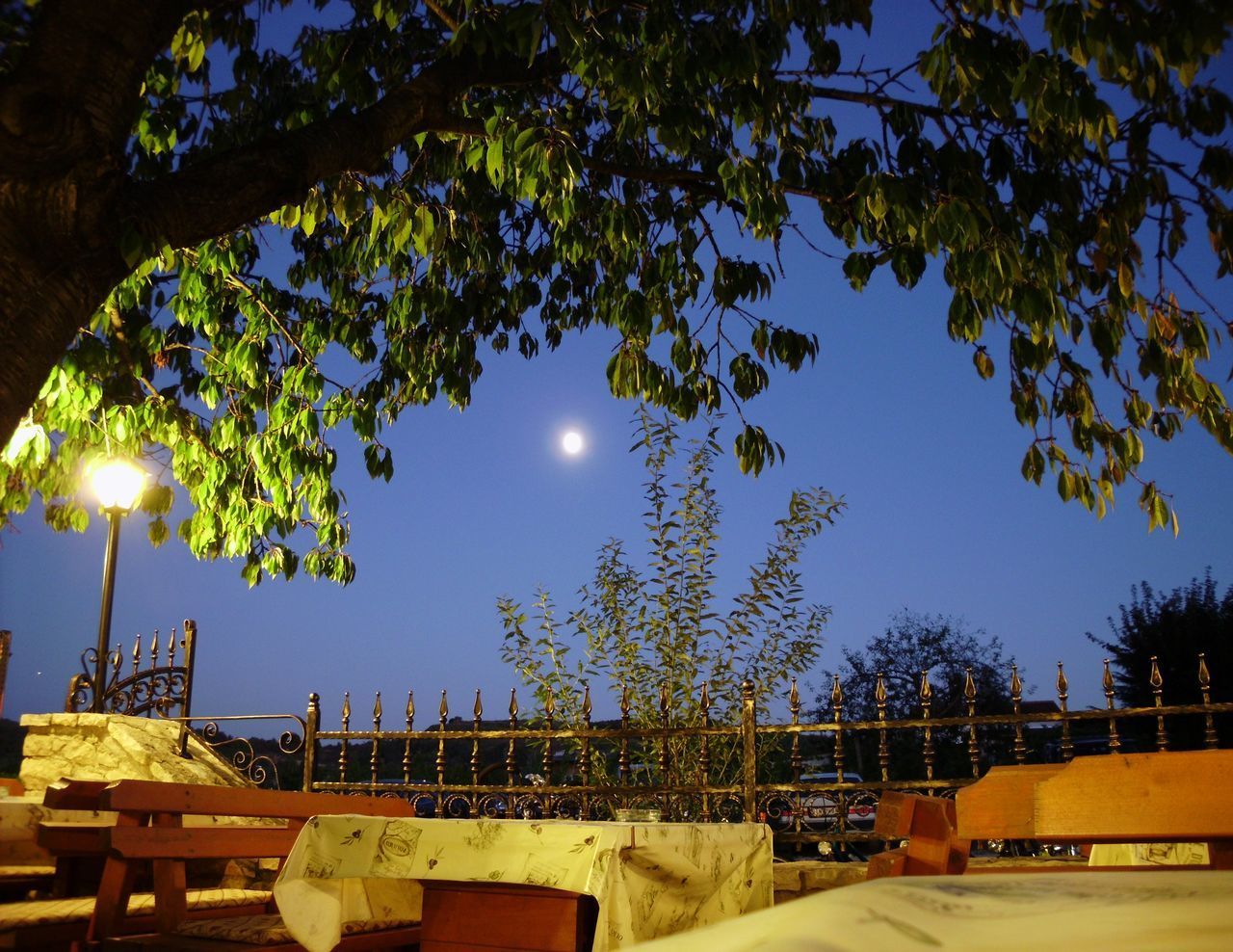 LOW ANGLE VIEW OF ILLUMINATED TREES AGAINST CLEAR SKY