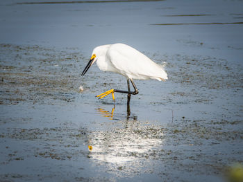 White heron on the lake