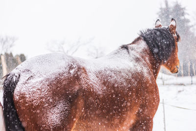 A horse standing backwards on a paddock on a windy winter's day. visible snowflakes and snow