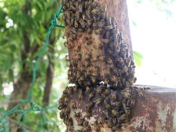 Close-up of bee on tree trunk