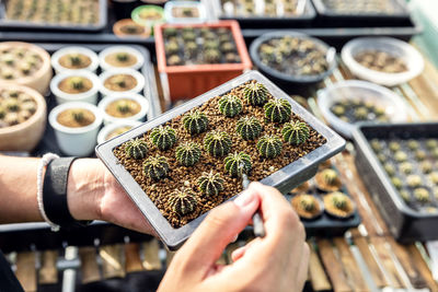 Hand of a woman holding a cactus pot. close-up of a woman gardener transplanting succulents into.