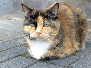 Close-up portrait of cat sitting on street