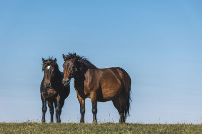 View of horses on field against clear sky