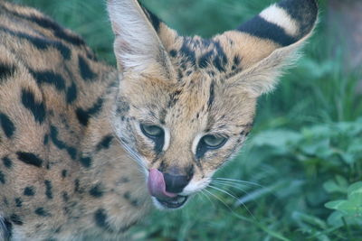 Close-up portrait of wild cat