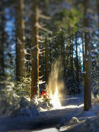 Trees in forest during winter