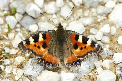 Close-up of butterfly on rock