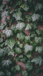 High angle view of leaves