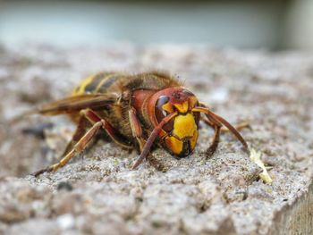 Close-up of honeybee