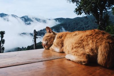 Cat sleeping on table against mountains