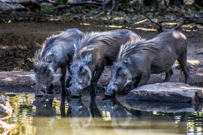 Pigs drinking water