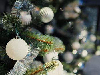 Close-up of christmas tree