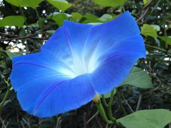 Close-up of flower against blurred background