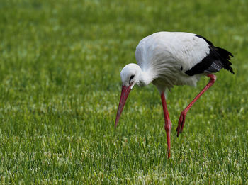 White bird on a field