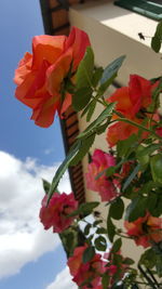 Low angle view of red flowers