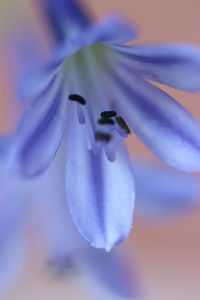 Close-up of purple flower