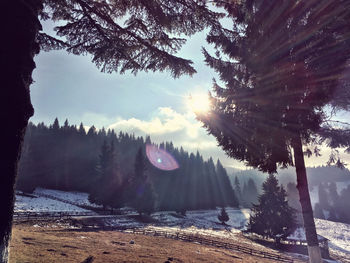 Low angle view of sun shining over trees on snowy field