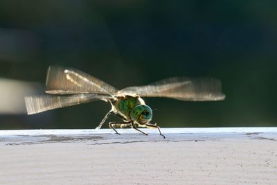 Close-up of a dragonfly 