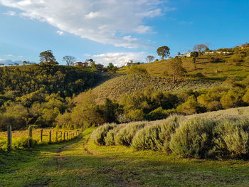 Scenic view of trees on field against sky