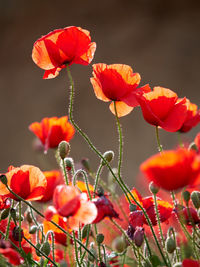 Close-up of red flowering plant