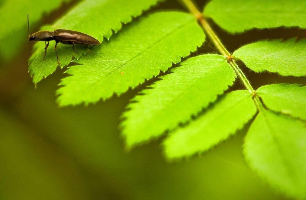 CLOSE-UP OF CATERPILLAR ON LEAF