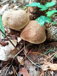 Close-up of mushrooms