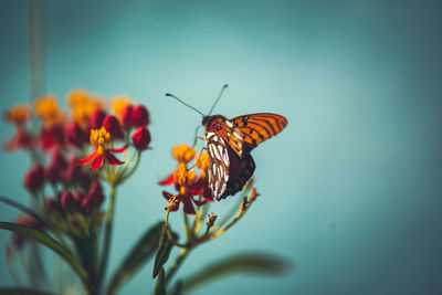 Butterfly on flower