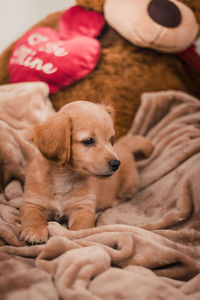 Close-up of puppy sleeping