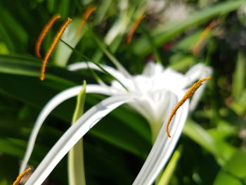 Close-up of white flowering plant