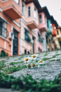 Close-up of yellow flowering plant in city