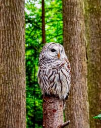 Close-up of owl perching on wooden post