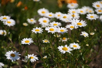 Close-up of daisies blooming outdoors