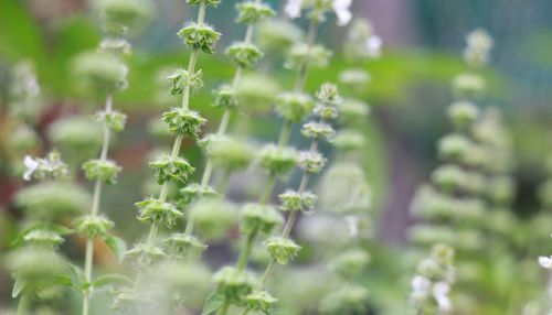 Close-up of flowering plants on field