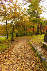 Trees and leaves during autumn