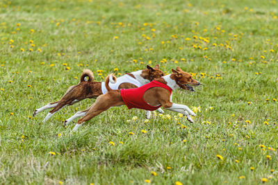 Basenji dogs in