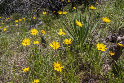 Close-up of yellow flowering plants on field